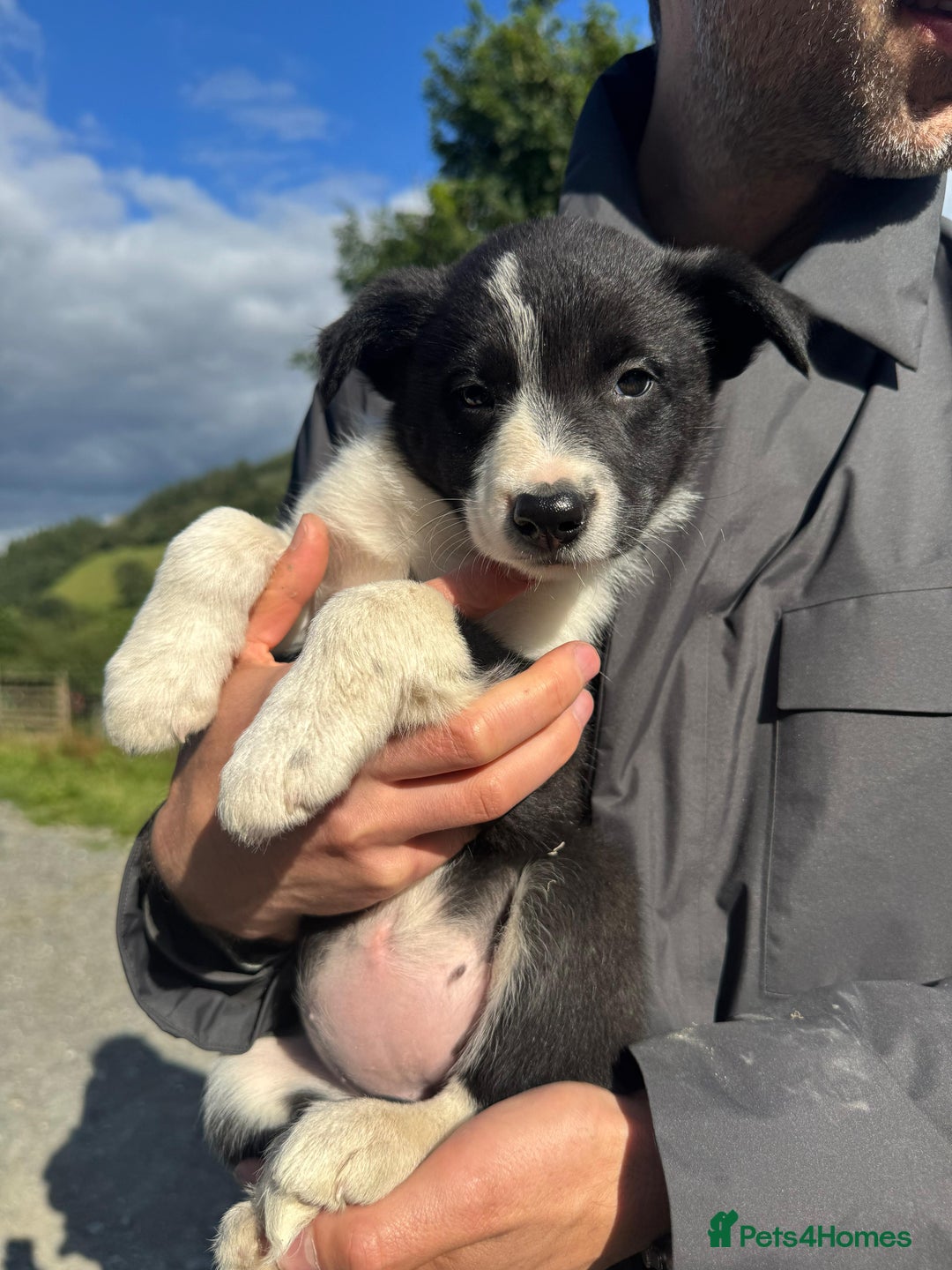 Border Collie dogs for sale: Mid Wales border collie pups  - Image 19