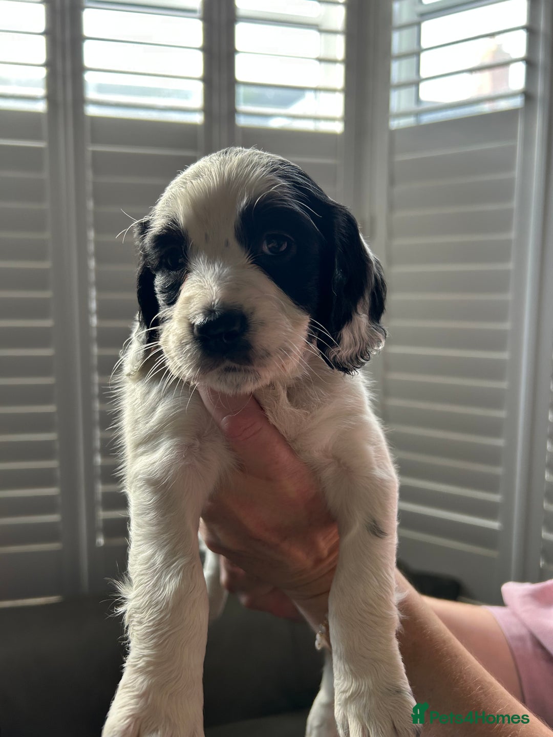 Sprocker dogs for sale: Sprocker puppies - Advert 25