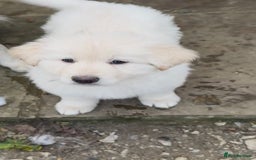 German Shepherd dogs for sale: Very special, super WHITE, LONG HAIRED GSD pups  - Image 10
