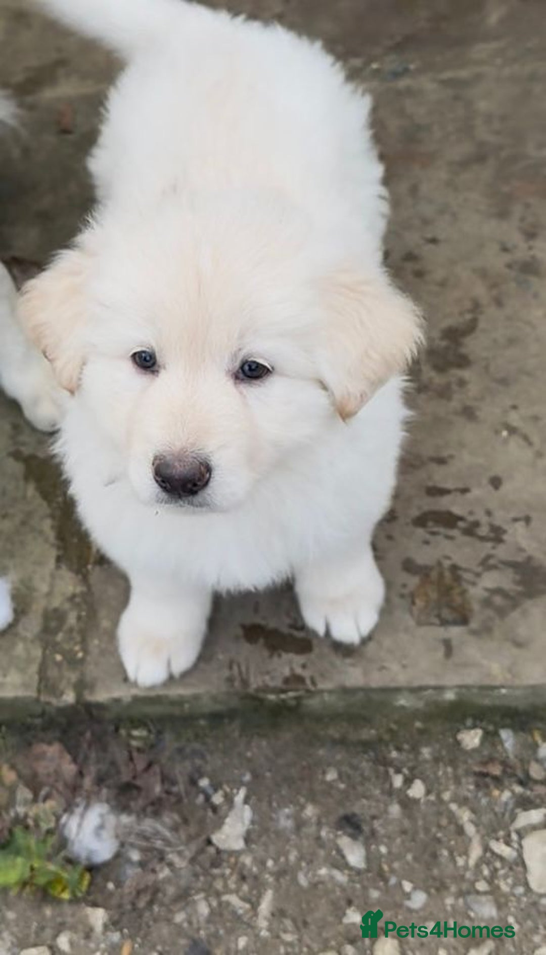 German Shepherd dogs for sale: Very special, super WHITE, LONG HAIRED GSD pups  - Image 10