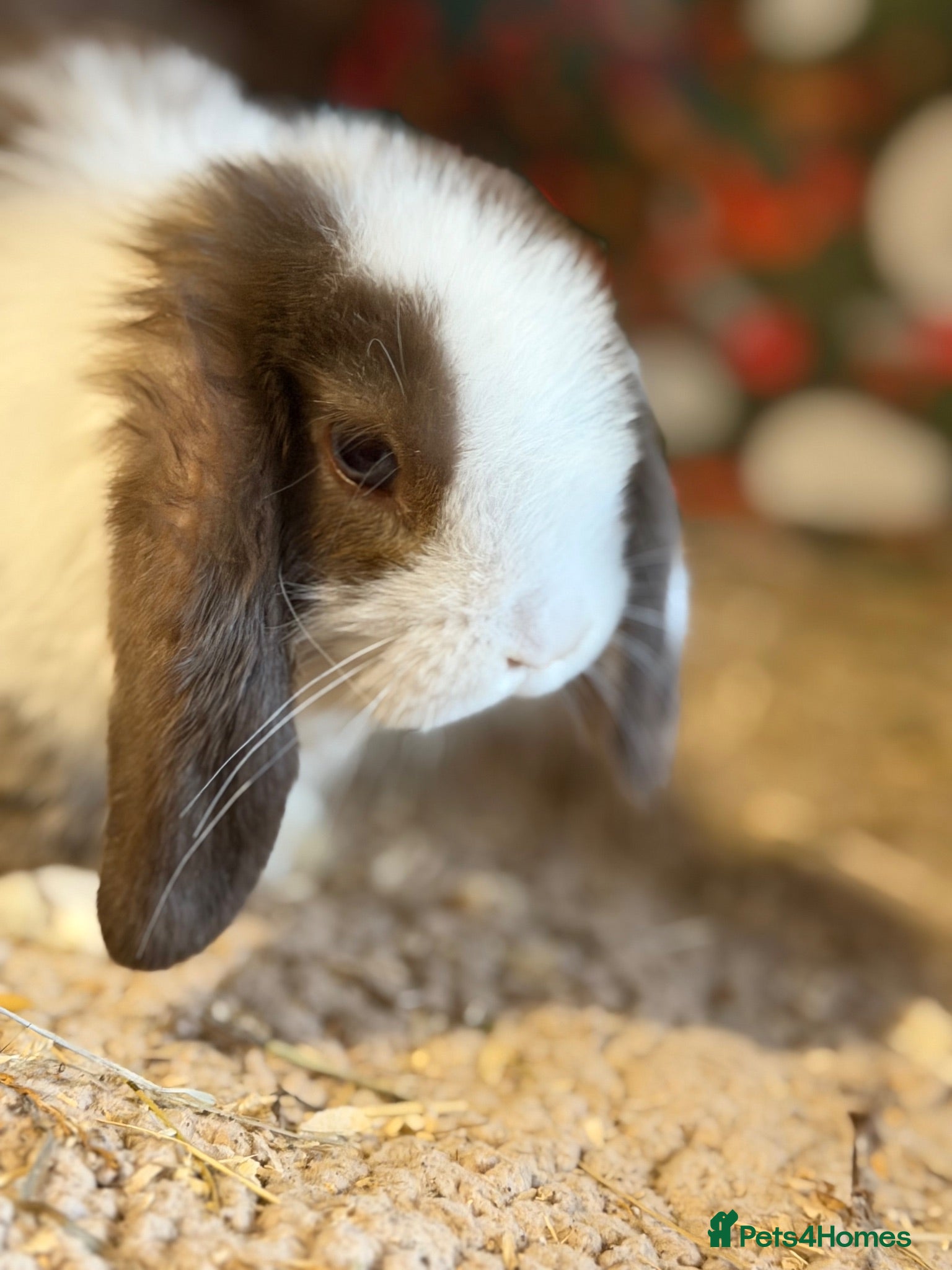 Mini Lop rabbits Friendly gorgeous mini lops  - Advert 1