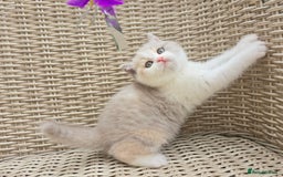 British Shorthair cats for sale: Stunning British Shorthair Kittens  - Image 10