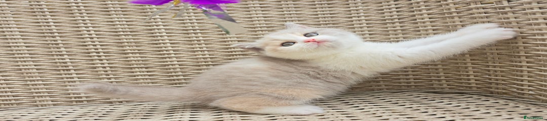 British Shorthair Kitten 3