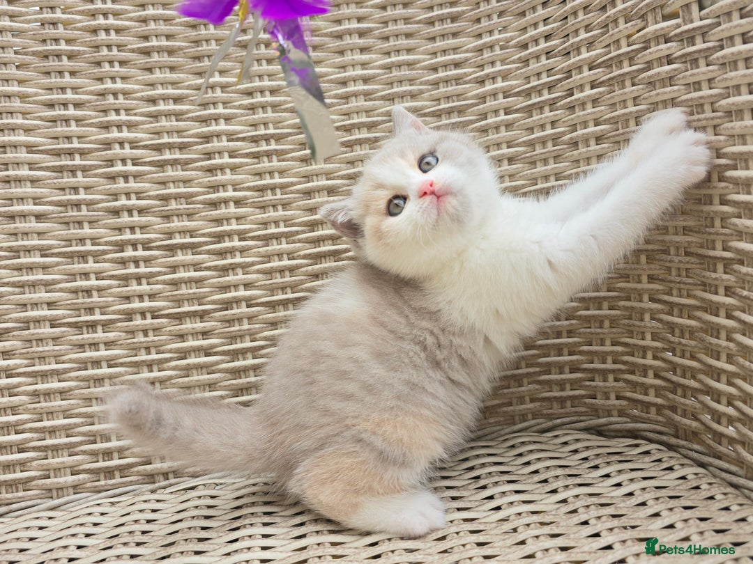 British Shorthair cats for sale: Stunning British Shorthair Kittens  - Image 10