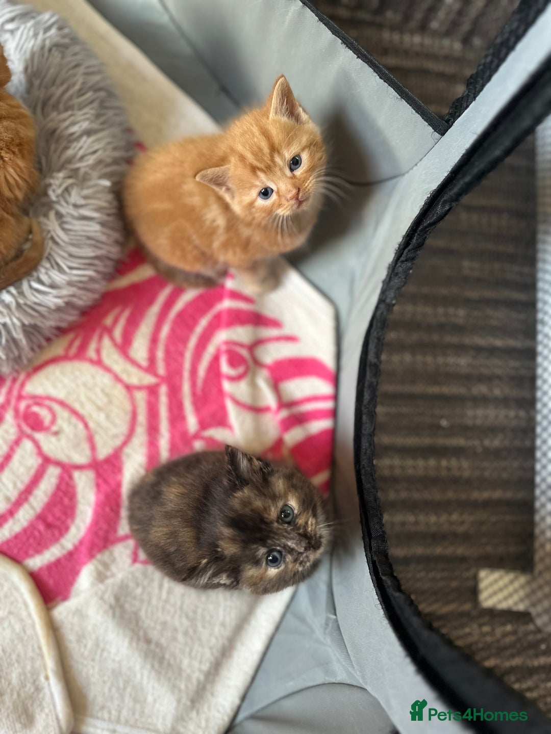 Mixed Breed cats for sale: FOR SALE! Four beautiful fluffy kittens  - Advert 12