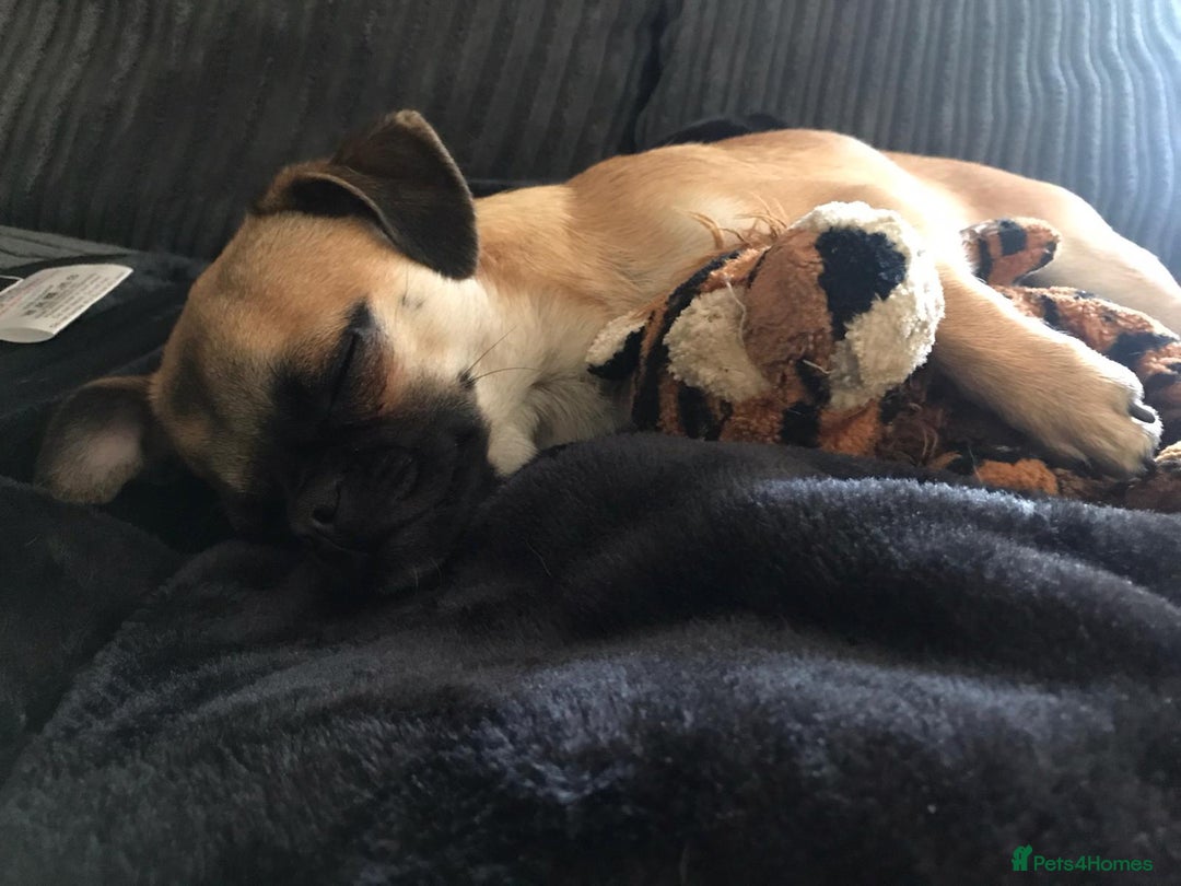 Chug dogs for sale: Winston - Chug - Advert 7