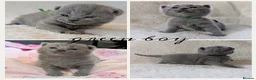 British Shorthair cats for sale: Purebred British Shorthair Kittens - Advert 8