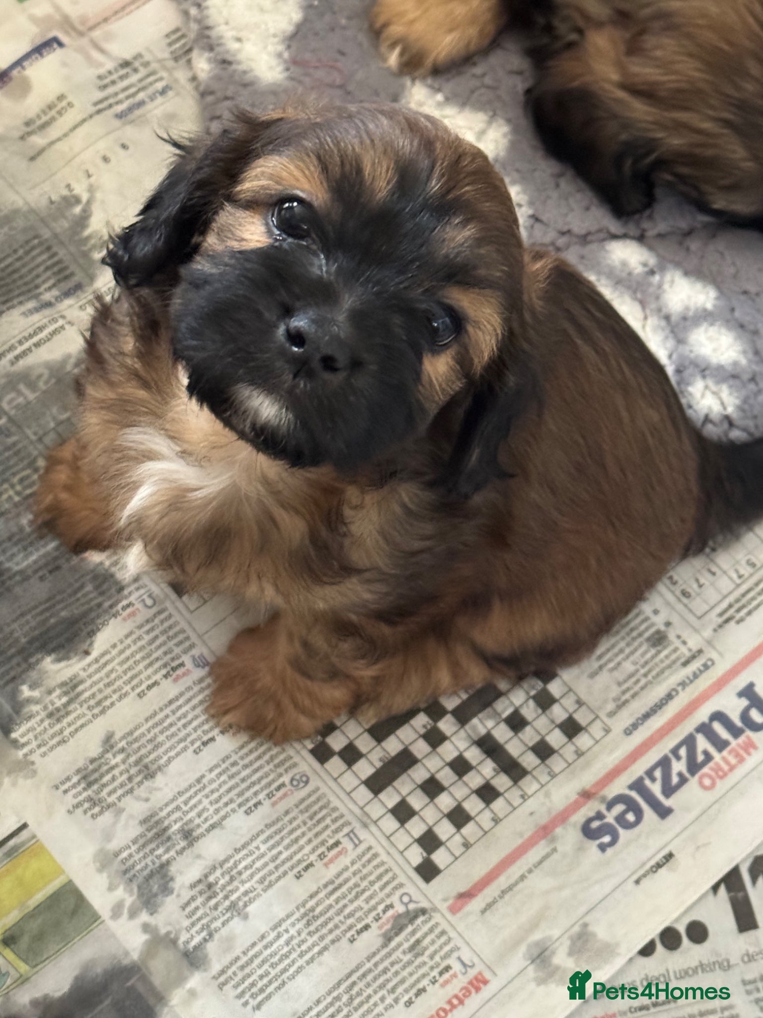Cava Tzu dogs Ready Now Gorgeous Cava Tzu F1 Pups  - Advert 1