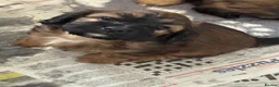 Cava Tzu dogs for sale: Ready Now Gorgeous Cava Tzu F1 Pups  - Advert 1