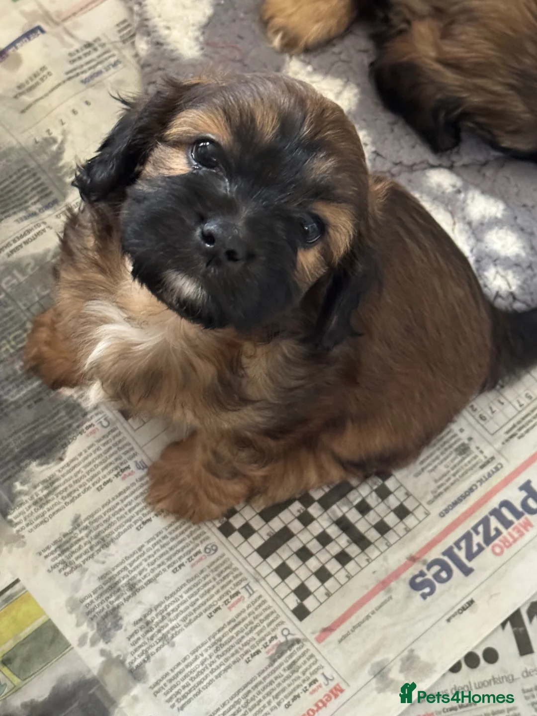 Cava Tzu dogs for sale: Ready Now Gorgeous Cava Tzu F1 Pups  - Advert 1