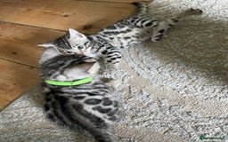 Bengal cats for sale: Pure bengal kittens - Image 12