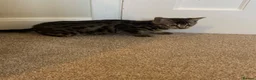 Mixed Breed cats for sale: Bengal x kittens  - Advert 3