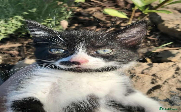 Domestic Shorthair cats - Advert 12