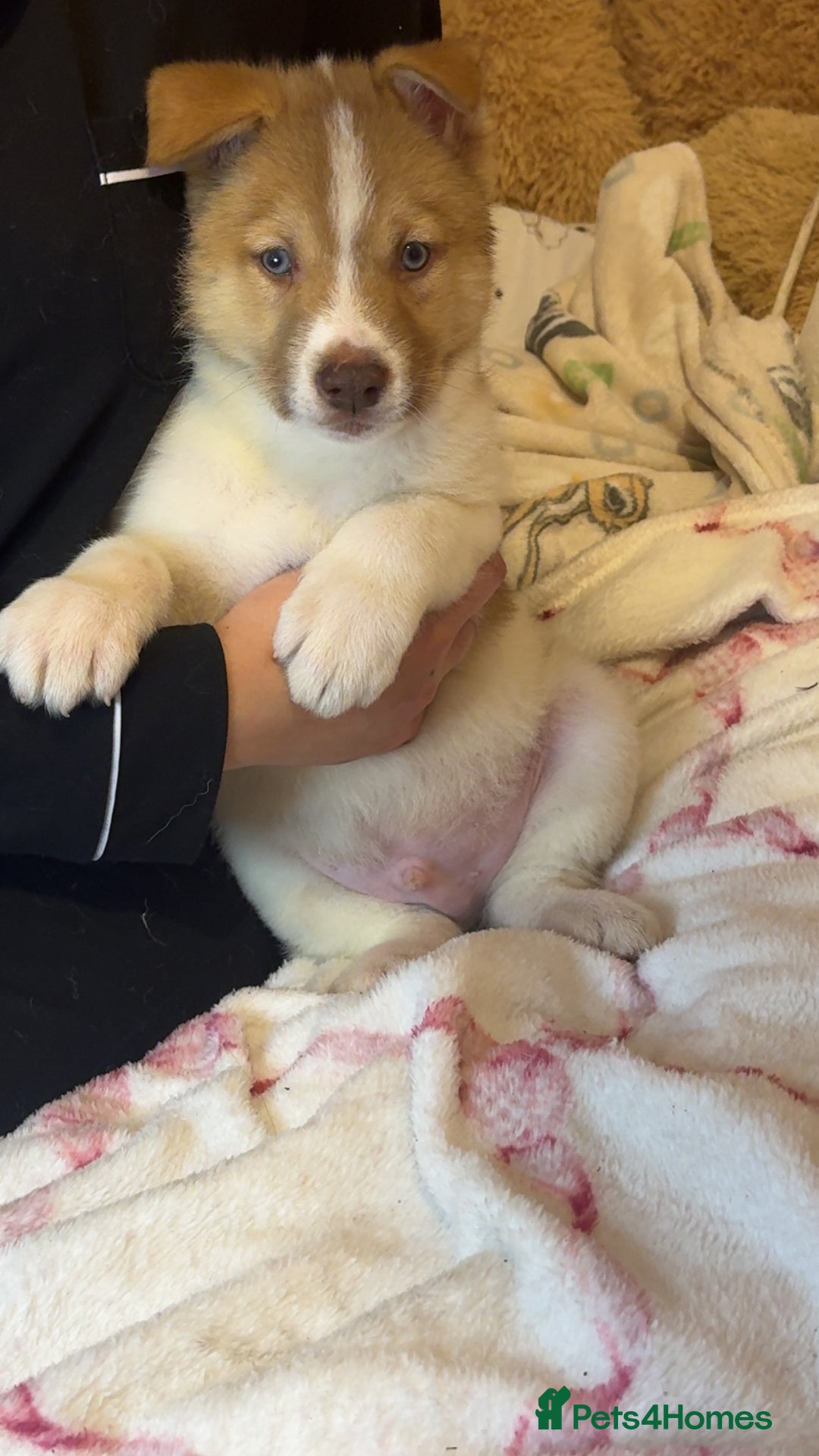 Siberian Husky dogs for sale: Siberian husky  - Advert 8