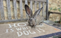 Continental Giant rabbits for sale: Pure Continental Giant Vaccinated  - Image 3