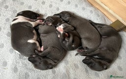 Whippet dogs for sale: 💙 Whippet Puppies – Beautiful Blue Litter 💙 - Image 14