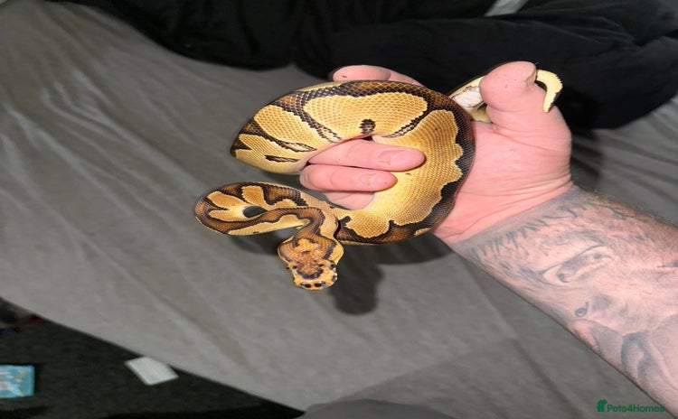 Python Snake reptiles - Advert 1