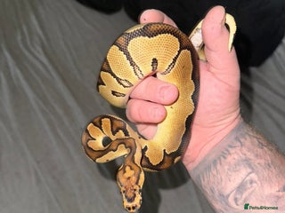 Python Snake reptiles - Advert 25