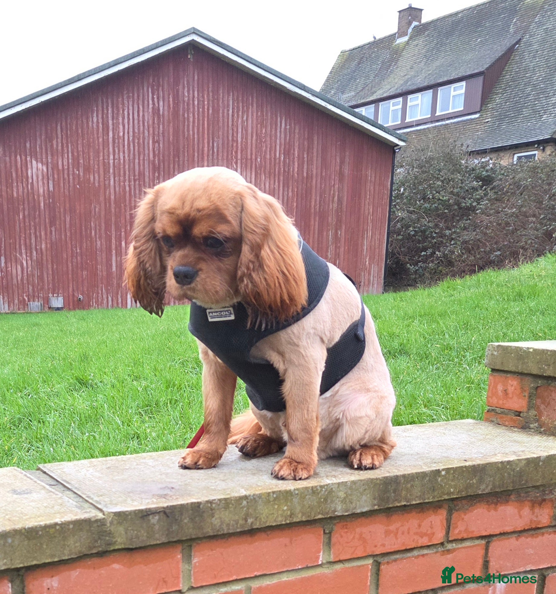 Cavalier King Charles Spaniel dogs Kc registered,  Extensively health tested  - Advert 2