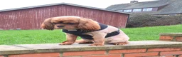 Cavalier King Charles Spaniel dogs for sale: Kc registered,  Extensively health tested  - Advert 2