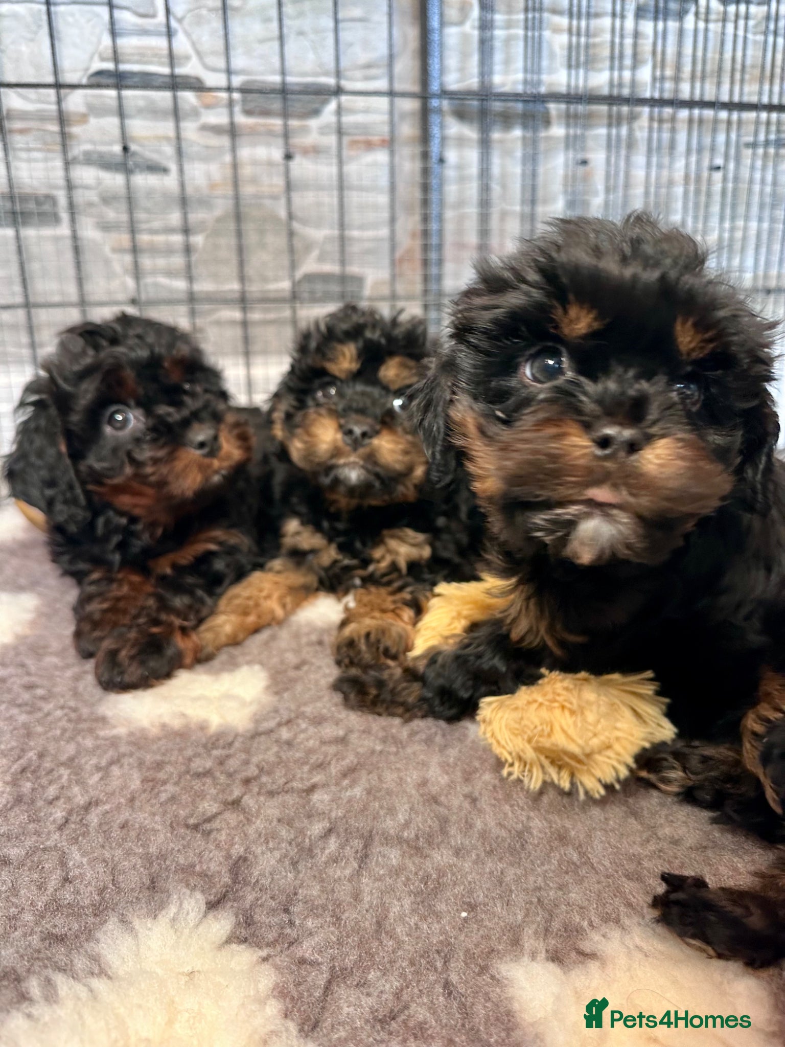Cavapoo dogs Adorable Cavapoo puppies. Health tested Parent.  - Advert 2