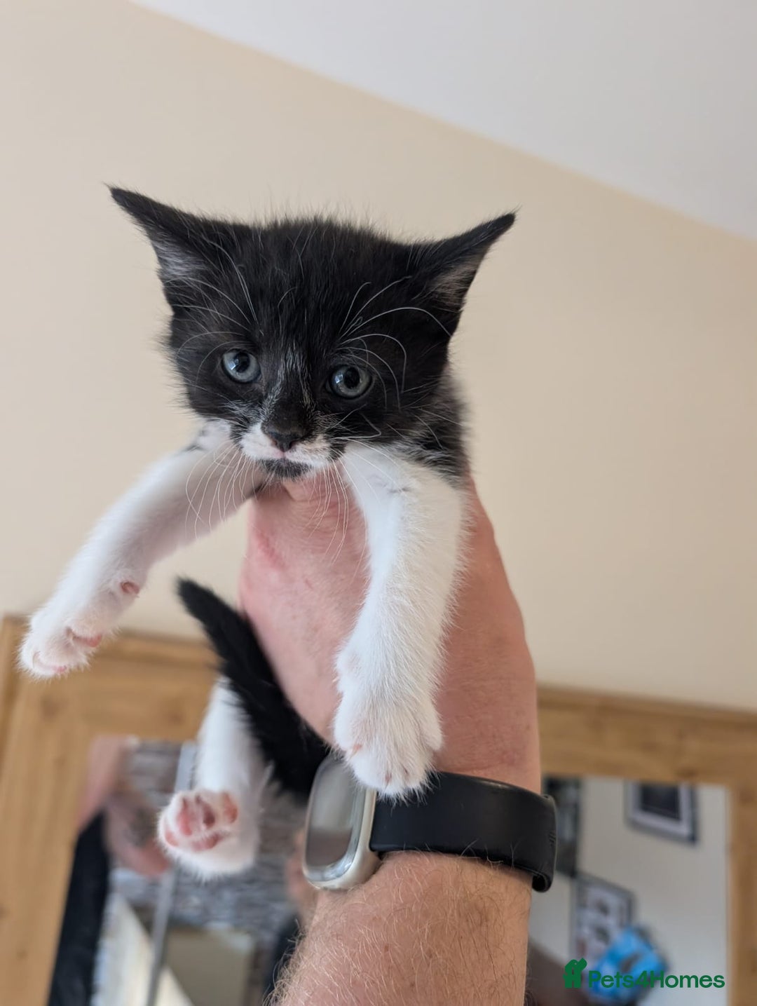 Mixed Breed cats for sale: 7 kittens ready for their forever home - Image 3