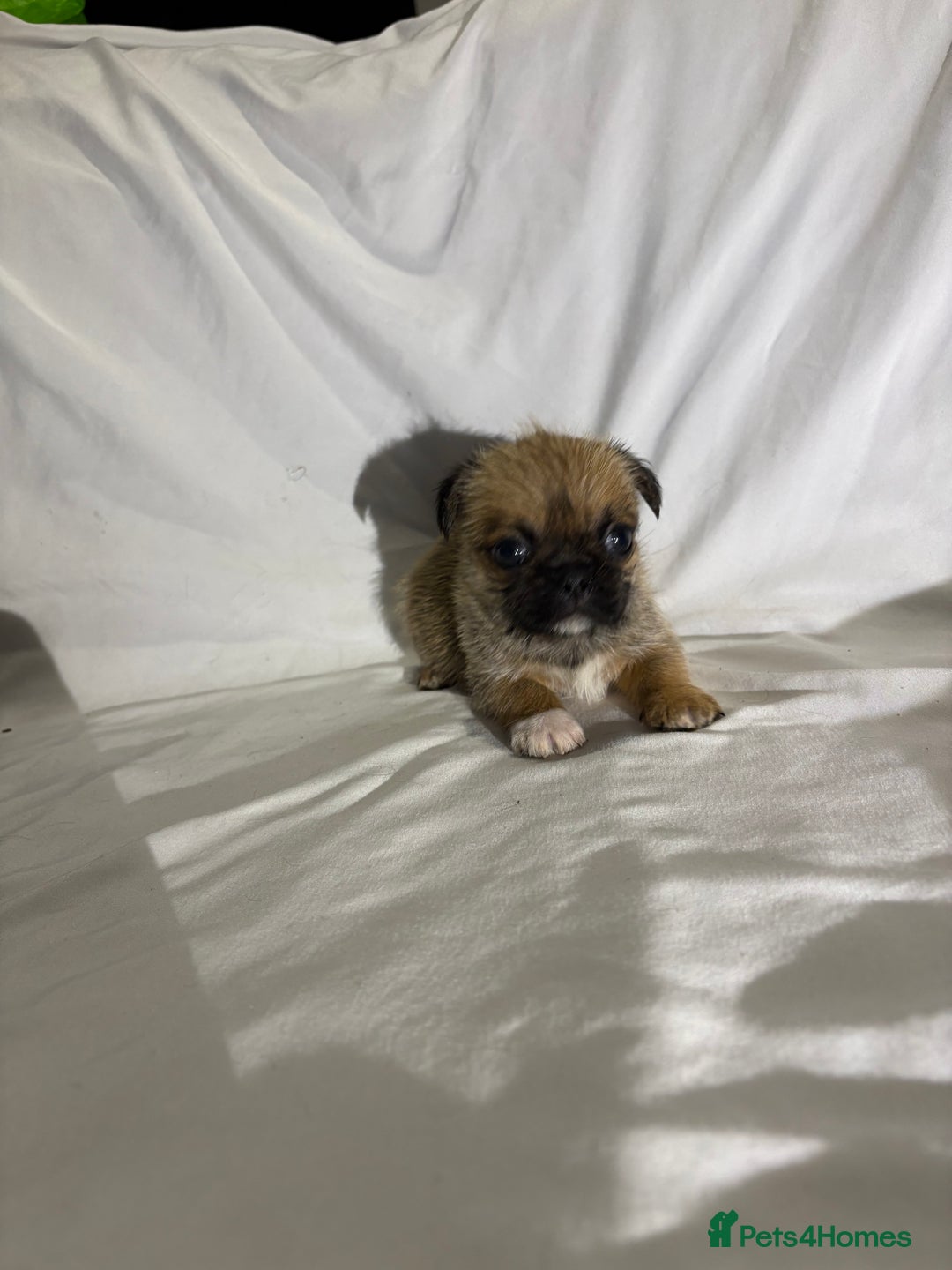 Griffon Bruxellois dogs for sale: Brussels griffons  - Advert 7