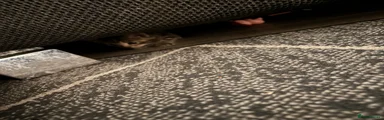 Kitten 6