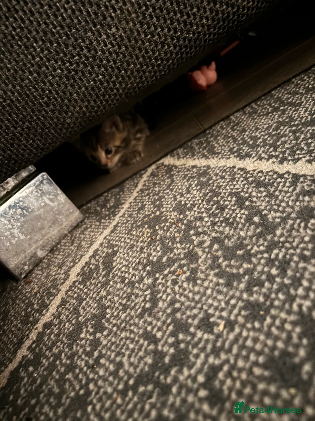 Mixed Breed cats for sale: 6 mixed kittens  - Advert 1