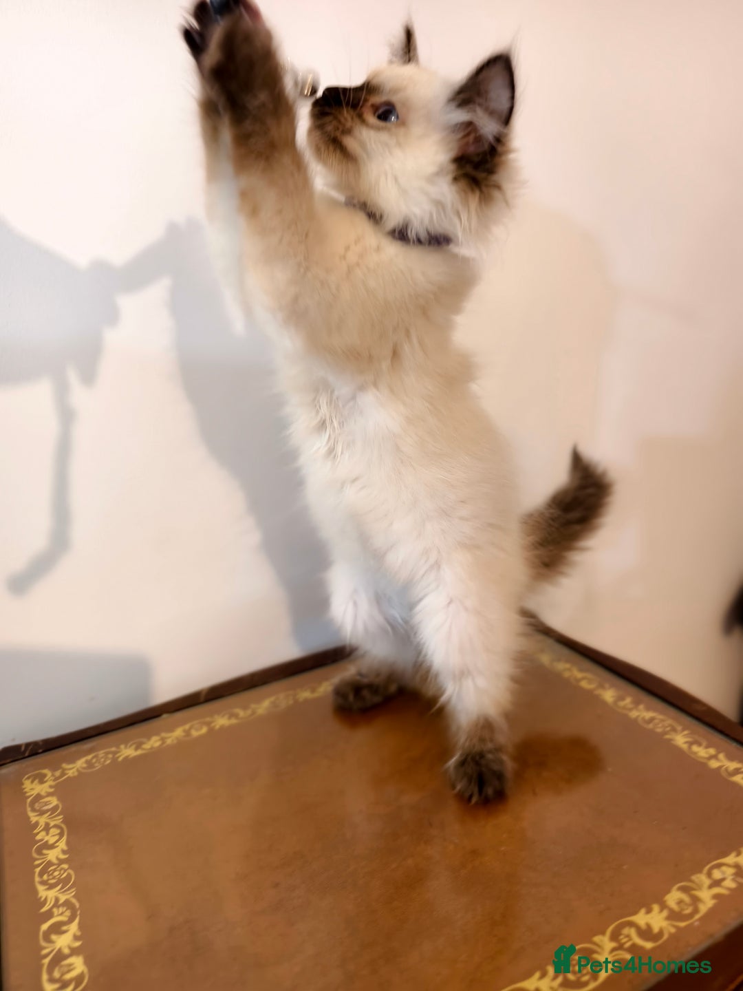 Ragdoll cats for sale: Beautiful Ragdoll Kittens Ready for Sale! - Advert 10