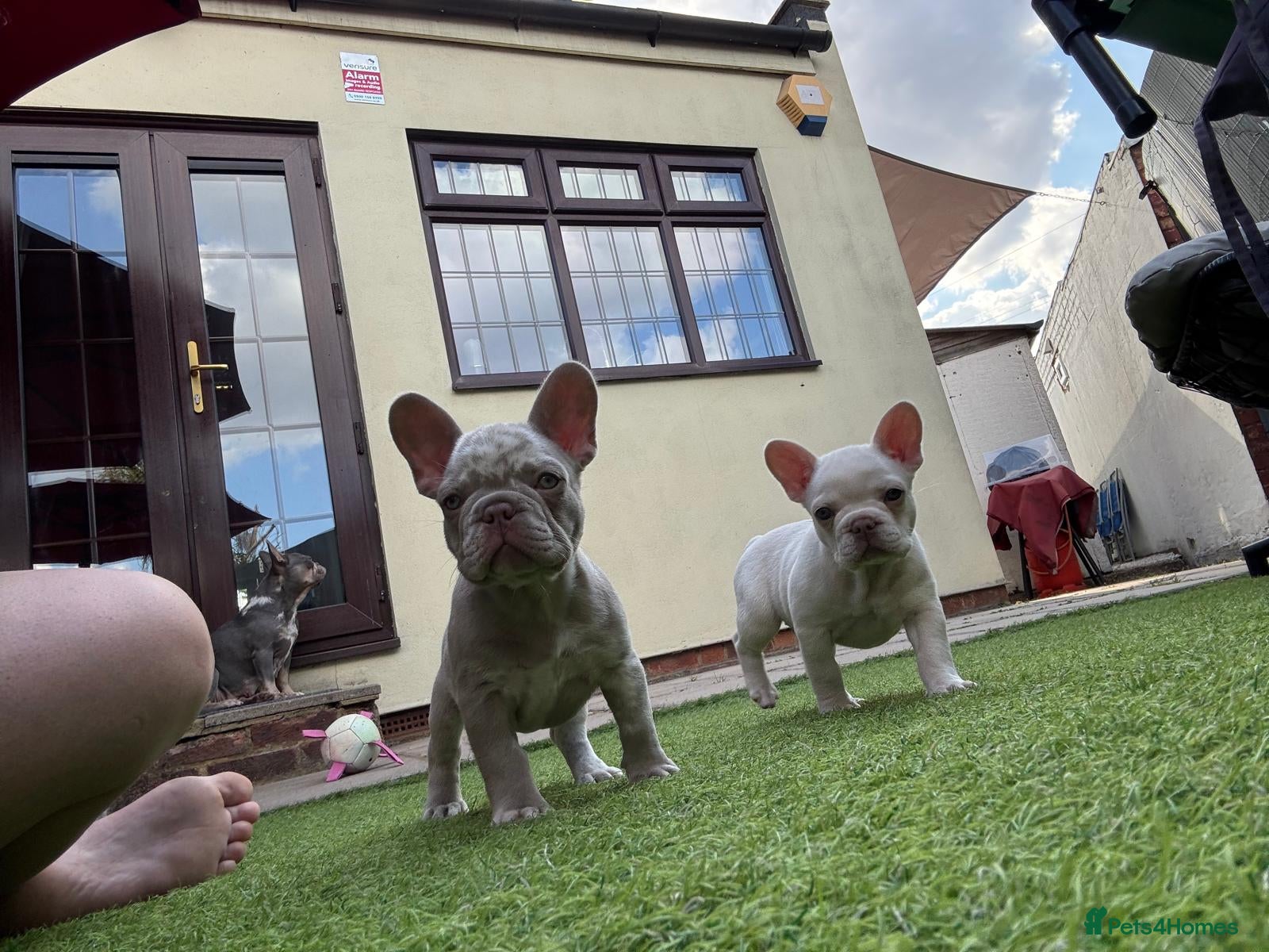French Bulldog dogs 9 weeks old french gorgeus bulldog puppies  - Advert 1