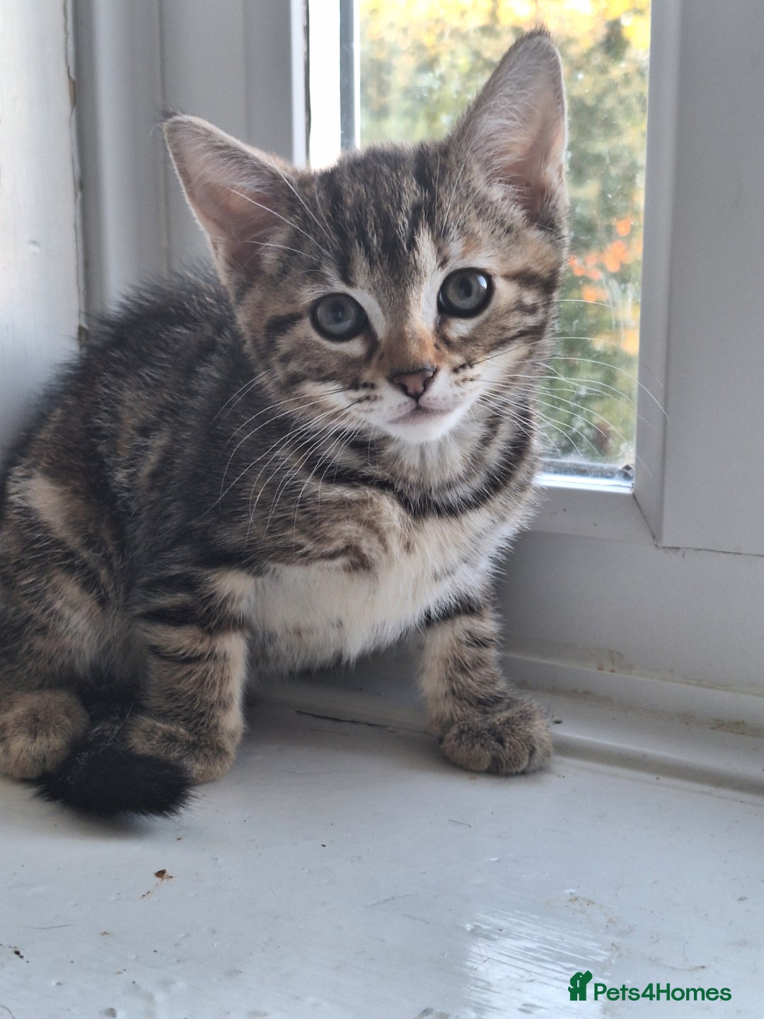 Domestic Shorthair cats for sale: ✨️ Beautiful 2 kittens 🩷🩵 Ready for homes now ✨️ - Image 32