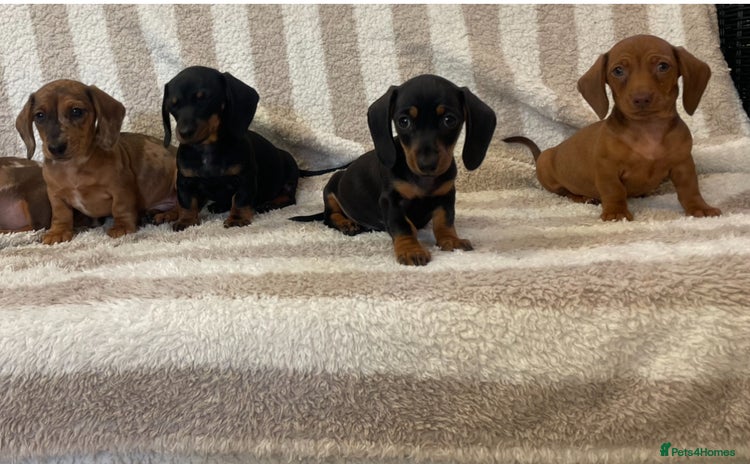 Miniature Dachshund dogs - Advert 15