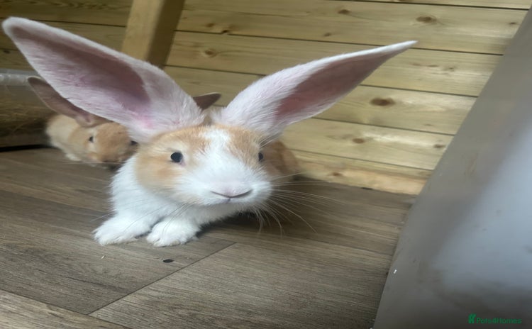 Continental Giant rabbits - Advert 3