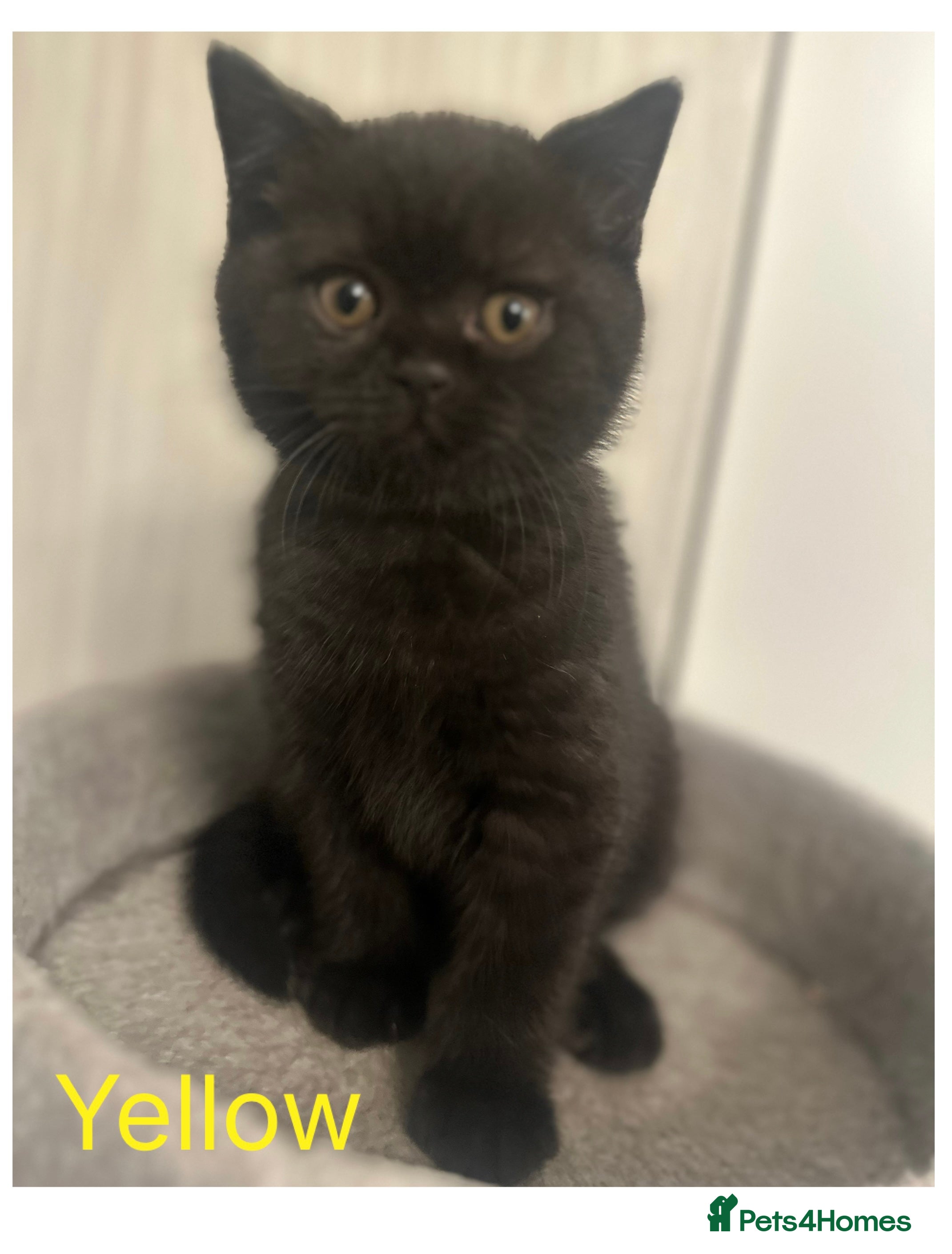 British Shorthair cats GCCF Registered British Shorthair Kittens - Advert 3