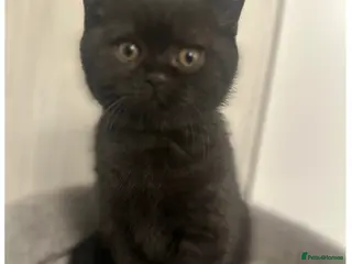 British Shorthair cats GCCF Registered British Shorthair Kittens - Advert 12
