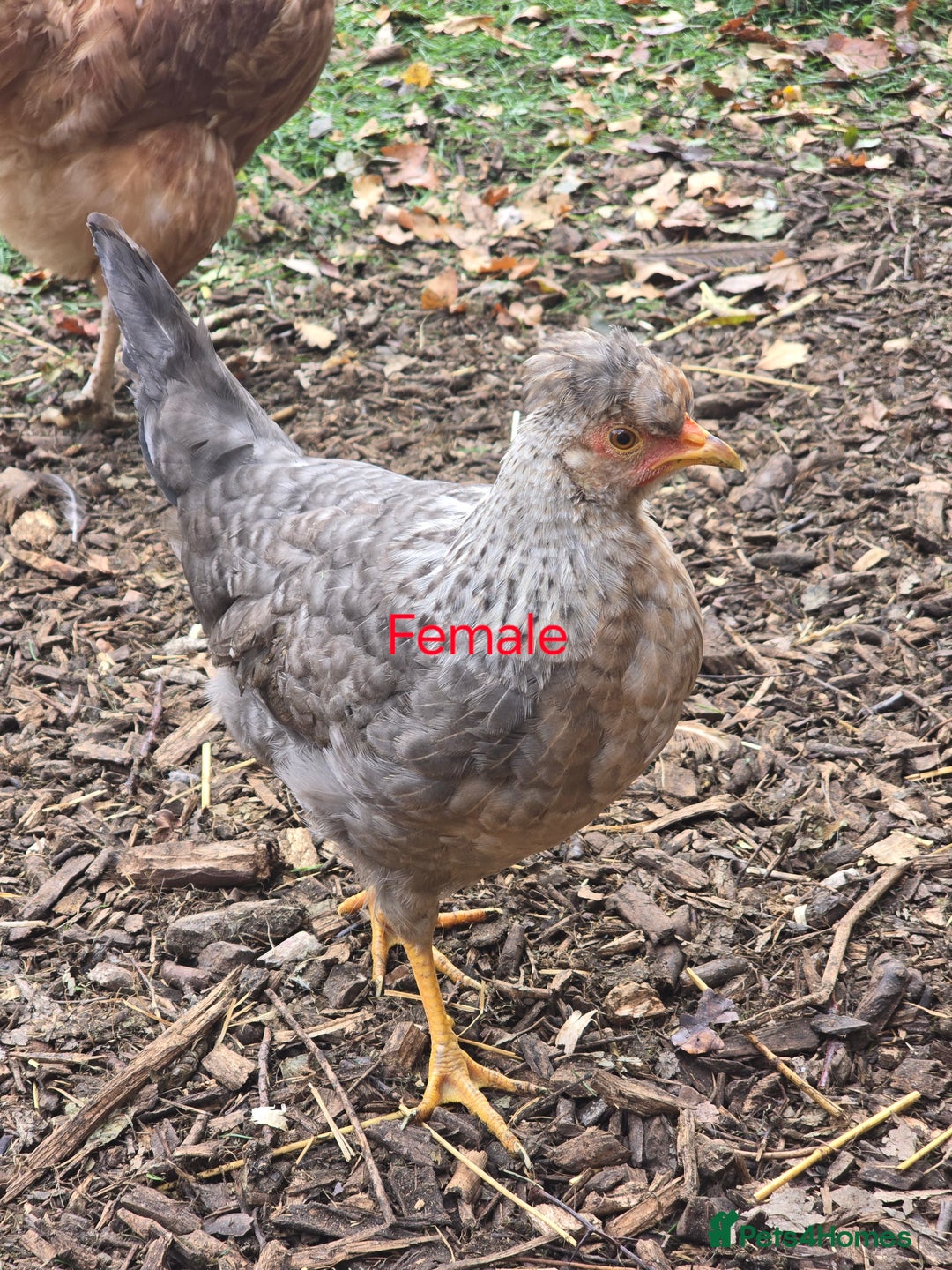 Chickens poultry for sale: Lavender Pekin Bantam Cream Legbar chickens  - Advert 11