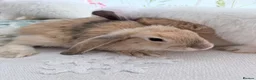 Mixed Breed rabbits for sale: Friendly 11-Week-Old Girl Bunnies - Advert 3