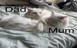 Turkish Angora cats for sale: Gorgeous white fluffy Turkish angora kittens  - Advert 7