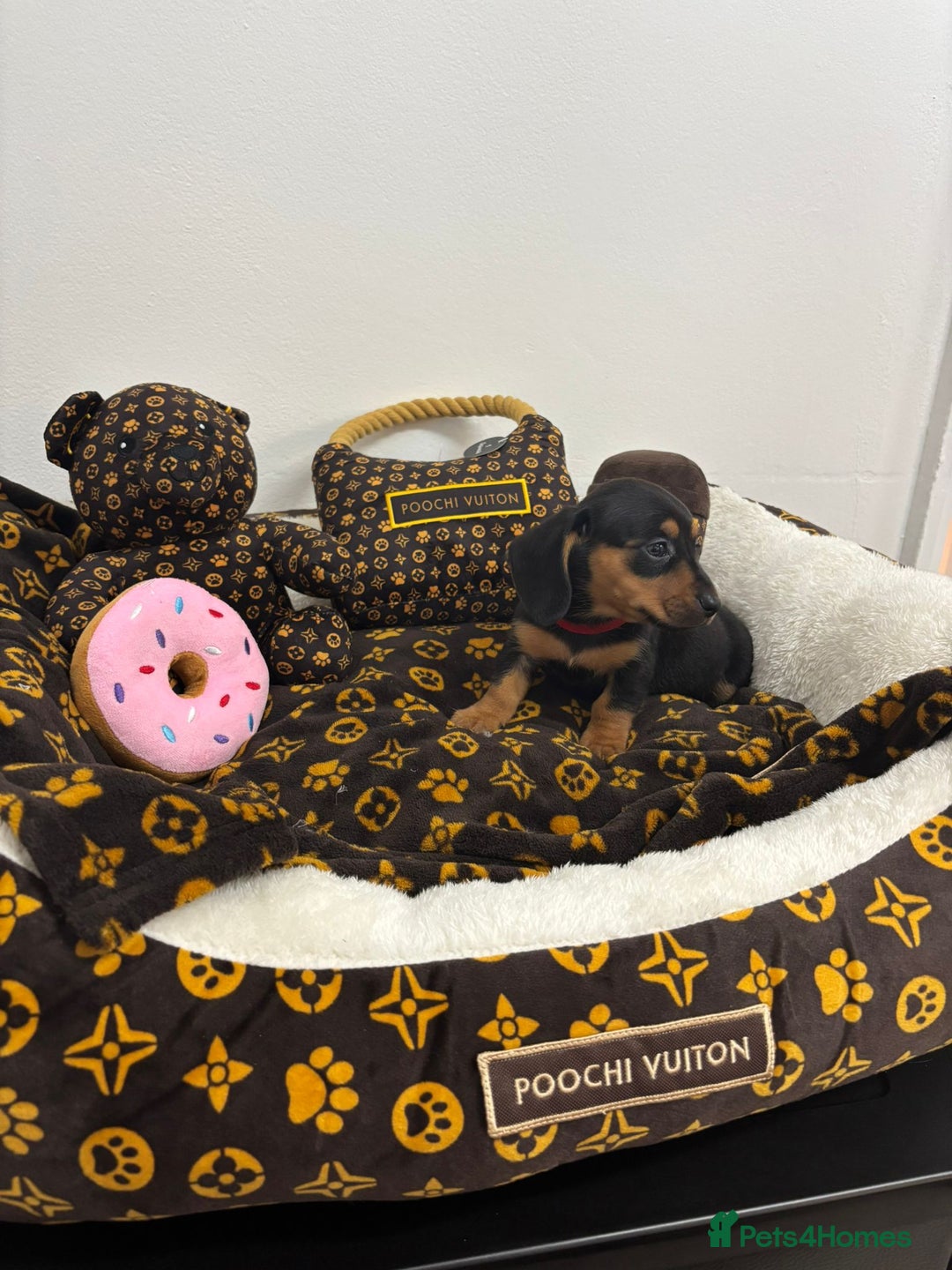 Miniature Dachshund dogs for sale: beautiful miniature dachshund puppies available  - Advert 17