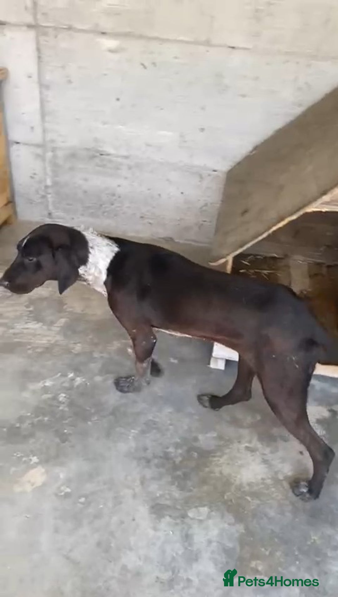 Pointer dogs for adoption: Rhea, 8 months approx. Available for adoption. - Image 6