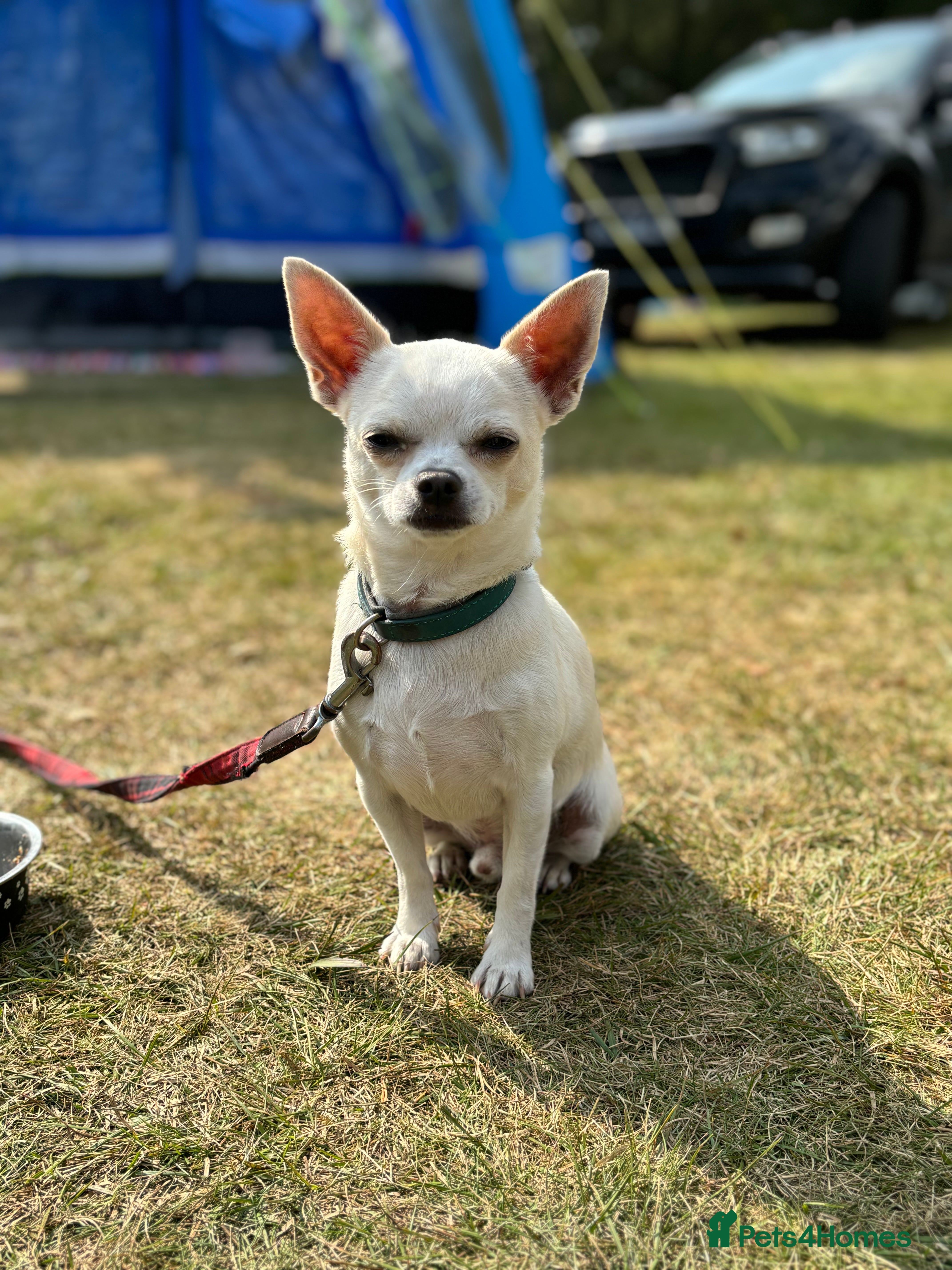 Chihuahua dogs for sale: Three-year-old male Chihuahua - Advert 1