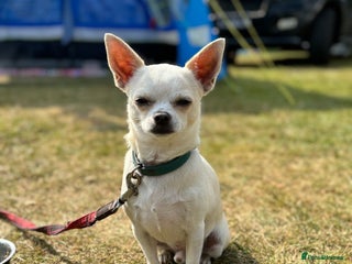 Chihuahua dogs Three-year-old male Chihuahua - Advert 1