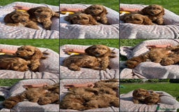 Cockapoo dogs for sale: F1 Cockapoo Puppies DNA hereditary clear - Image 5
