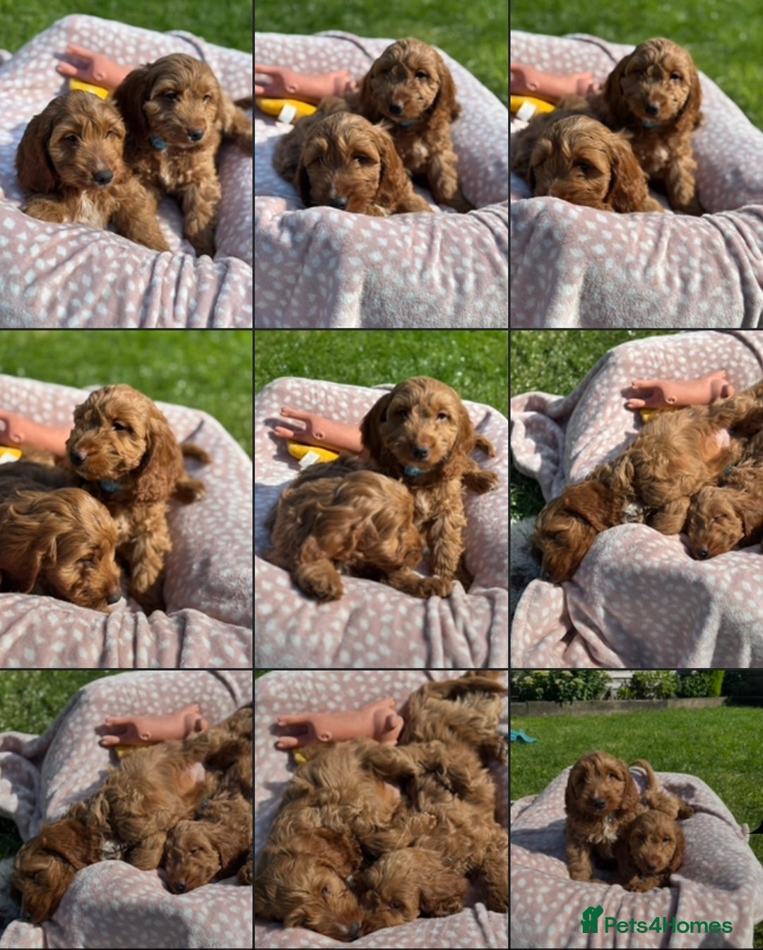 Cockapoo dogs for sale: F1 Cockapoo Puppies DNA hereditary clear - Image 5