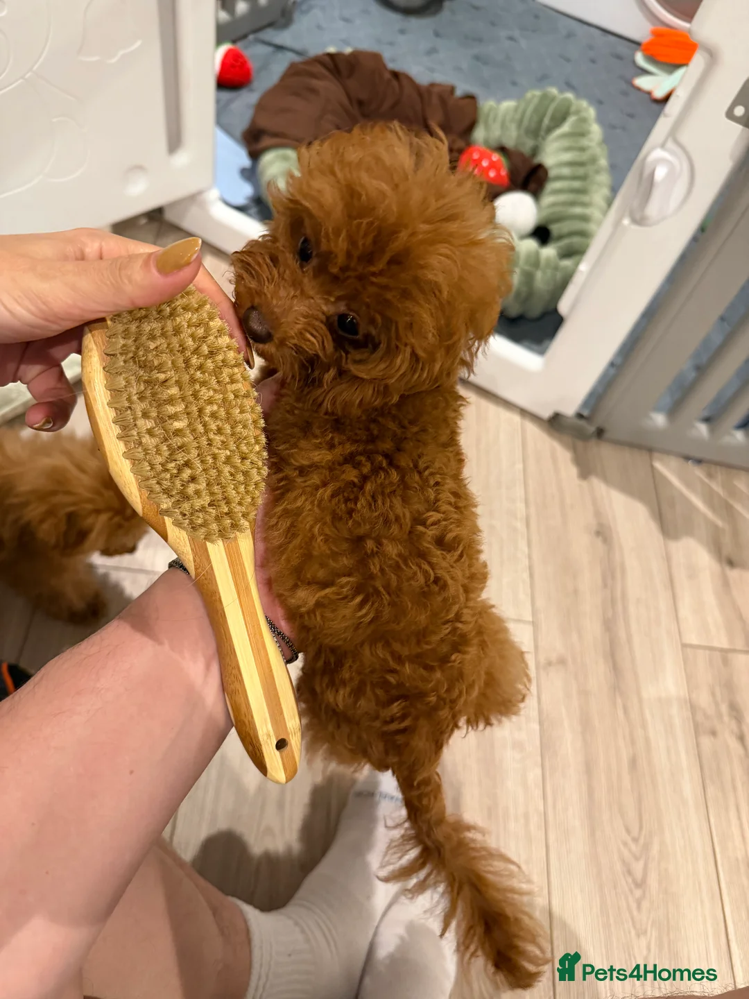 Toy Poodle dogs for sale: Stunning Asian toy poodle - Advert 7