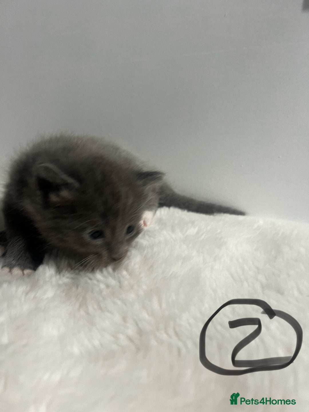 Mixed Breed cats for sale: 6 stunning kitten  - Image 4