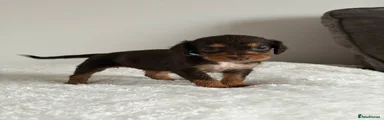 Cocker Spaniel Puppy 8