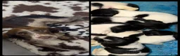 English Springer Spaniel dogs for sale: KC Registered English Springer Spaniel Puppies  - Advert 12