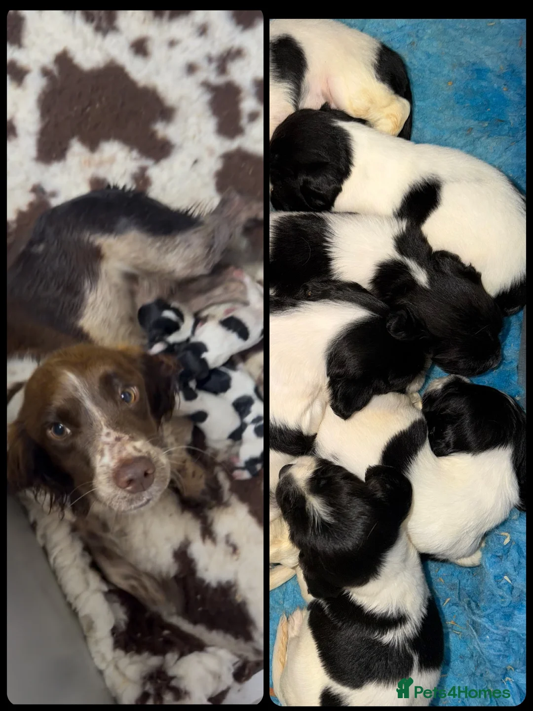 English Springer Spaniel dogs for sale: KC Registered English Springer Spaniel Puppies  - Advert 12